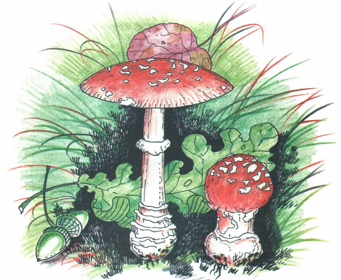 Ядовитые грибы в Республике Модровия