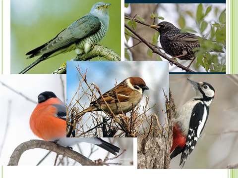 Конспект по окружающему миру на тему Что мы знаем о птицах