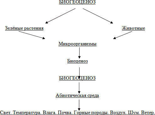 Схема общей структуры экосистем