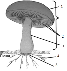 Урок по теме Шляпочные грибы