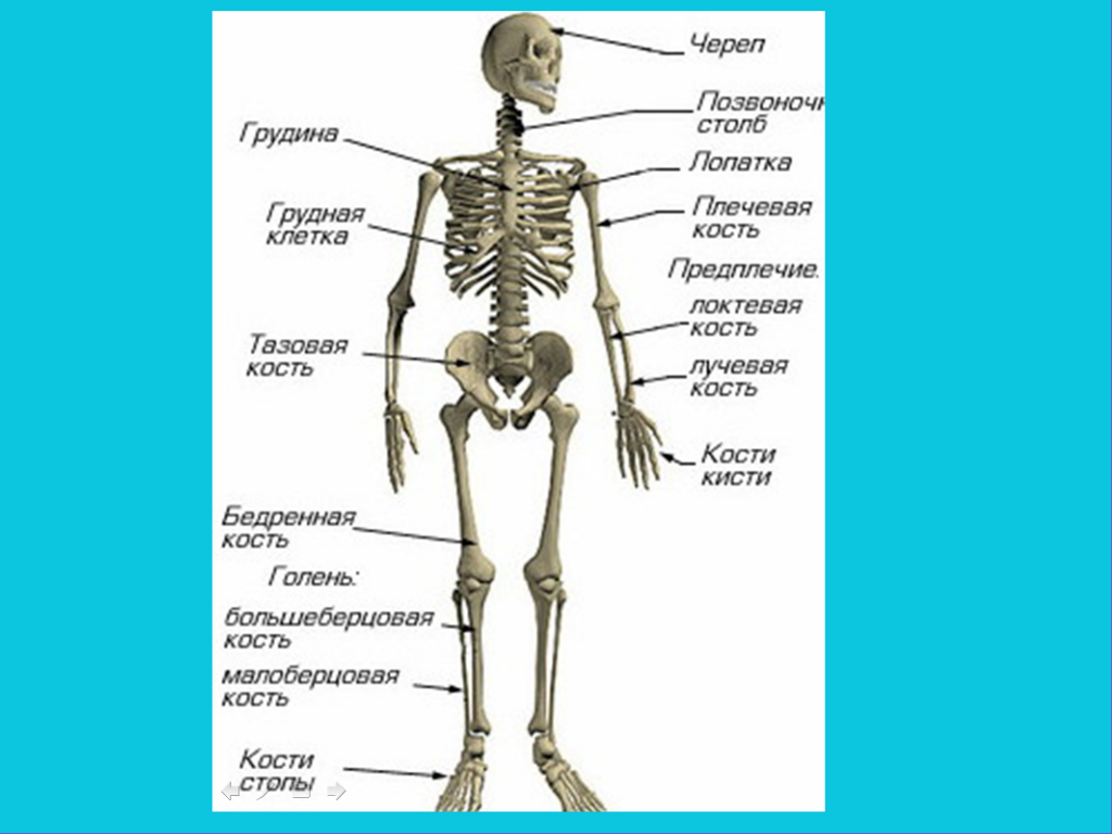 Строение скелета человека фото с описанием костей