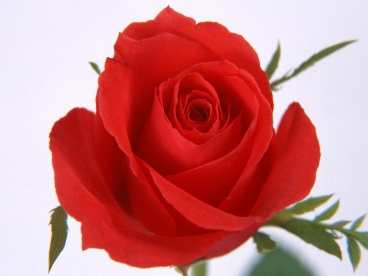 Познавательно- информационный праздник цветов «Дарите людям радость»