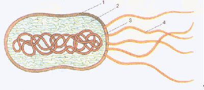 Конспект урока по биологии на тему Бактерии и Грибы (5 класс)