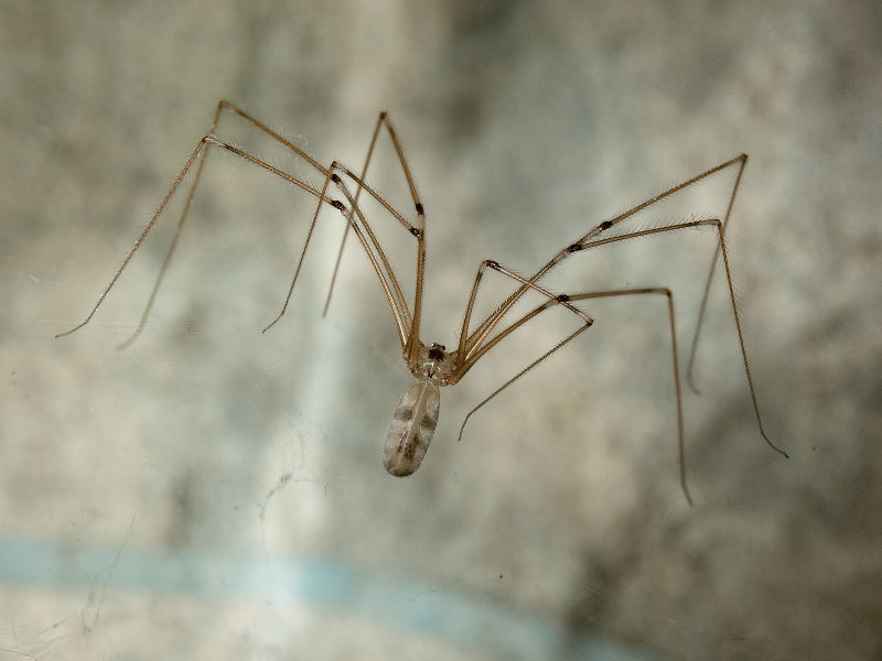Исследовательская работа на тему Выявление отличительных особенностей ловчих сетей пауков