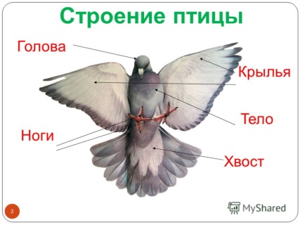 Тест для 1 класса по познанию мира на тему Птицы