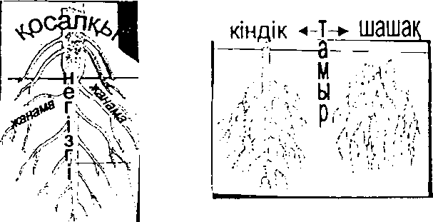 Методическое пособие по биологии на казахском языке для 6 класса, раздел Растения Тірек-сызба белгілері