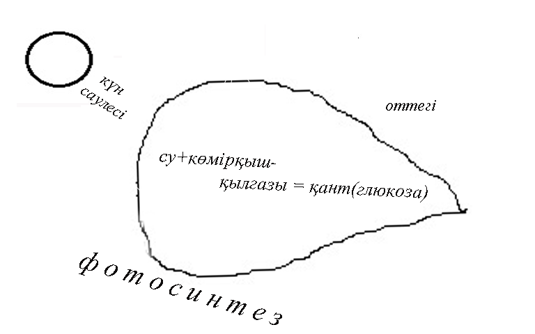 Методическое пособие по биологии на казахском языке для 6 класса, раздел Растения Тірек-сызба белгілері