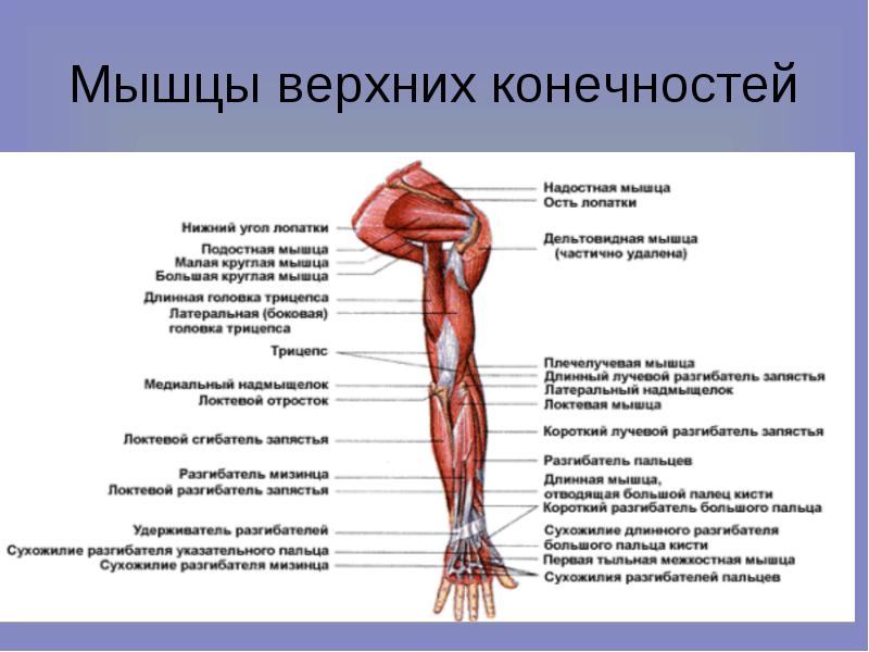 Рабочая программа по физической культуре (индивидуальная) 7 класс