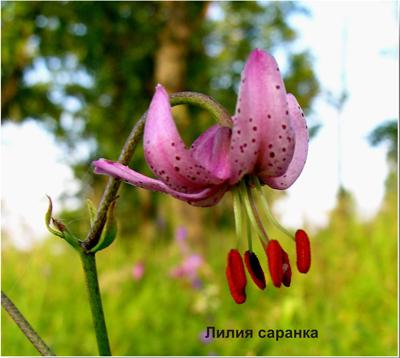 Атлас Редкие растения Брянской области Климовского района