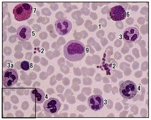 Биология 8 класс Лабораторная работа Клетки крови