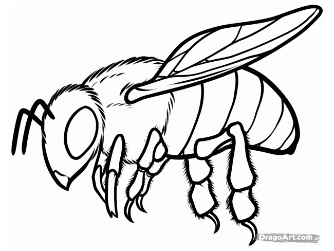 Разработка урока по теме: Отряды насекомых: Чешуекрылые, Перепончатокрылые (7 класс)