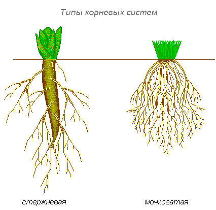 Органы цветкового растения (рабочий лист к уроку)