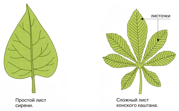 Органы цветкового растения (рабочий лист к уроку)