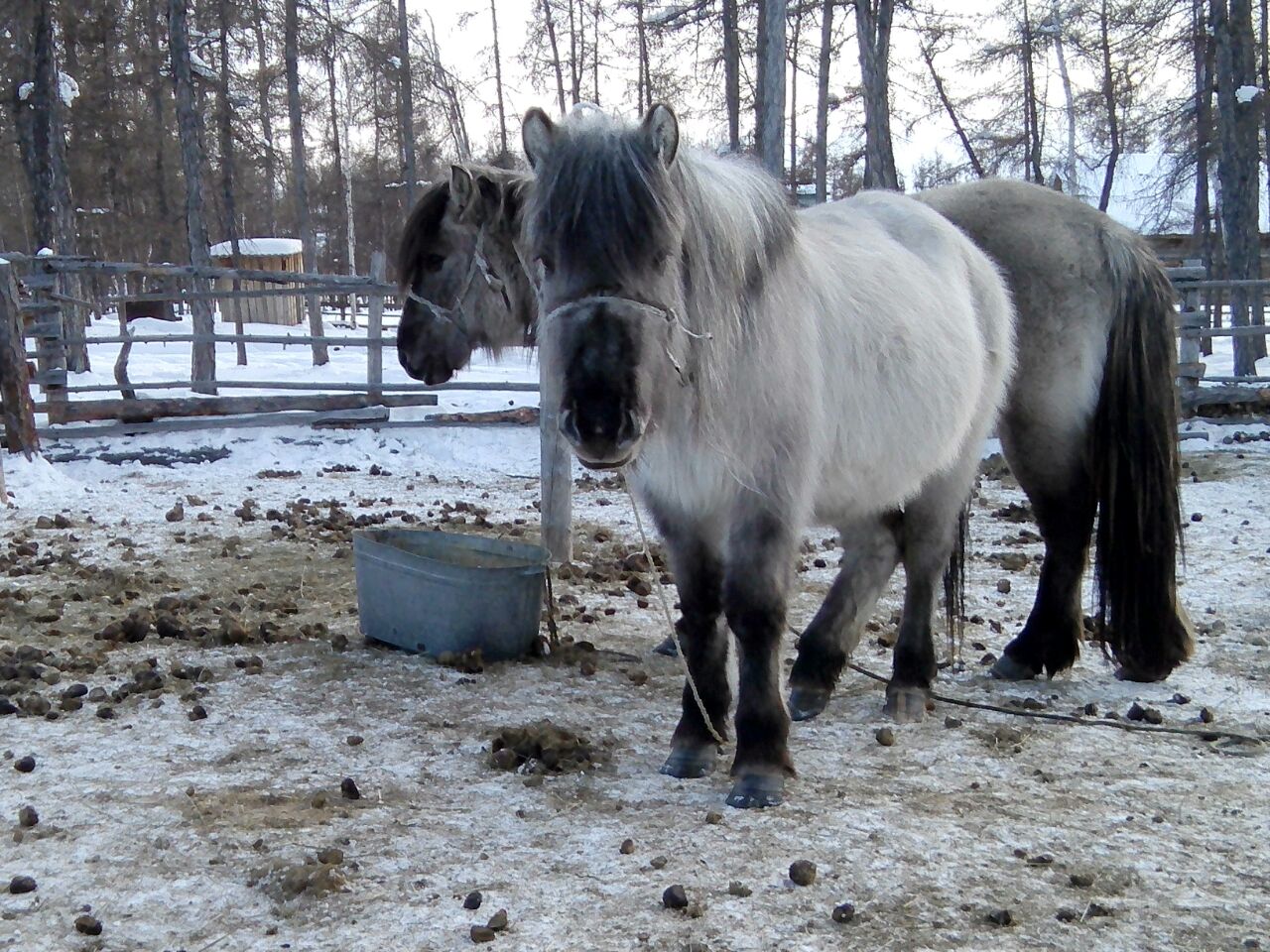 Доклад на тему жиры и крови коренных якутских лошади