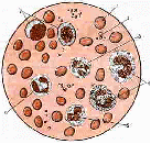 Поурочный план на тему: Лейкоциты, их строение и функции. И.И Мечников, открытие фагоцитоза.