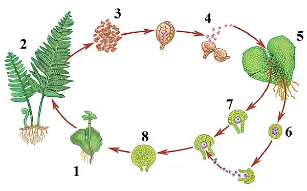 Урок Контрольная работа жизнь и классификация растений