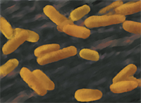 Тестовые задания по теме Бактерии (5 класс)