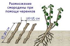 Урок по познанию мира на тему Размножение растений
