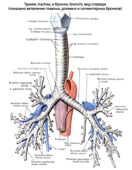 Конспект урока по биологии на тему Органы дыхания