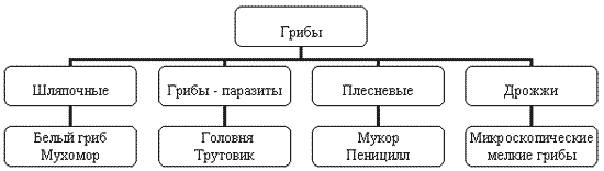 Исследовательская работа (2 класс)