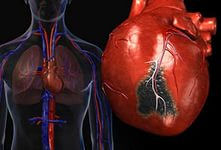 Органы кровообращения. Кровь. Сердце и его основные функции.