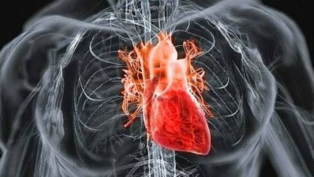 Органы кровообращения. Кровь. Сердце и его основные функции.