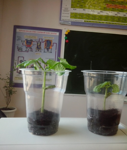 Проект по биологии Влияние факторов среды на прорастание семян (5 класс)