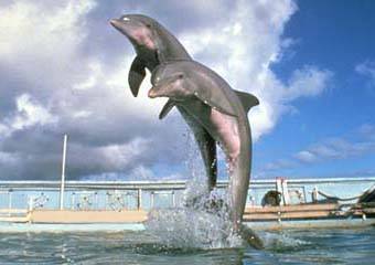 Исследовательская работа учащегося на тему: «Дельфины» (3 класс)