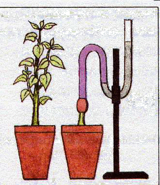 У какого растения сильнее проявляется корневое давление. Опыт показывающий наличие корневого давления. Опыт корневого давления растений. Опыт Корневое давление. Корневое давление эксперимент.