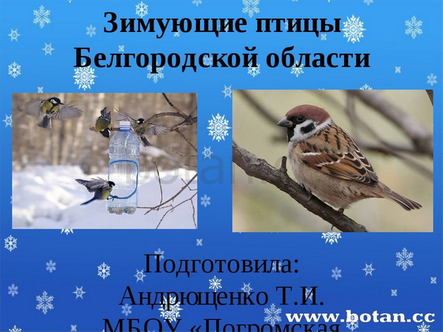 Зимующие птицы белгородской области фото с названиями