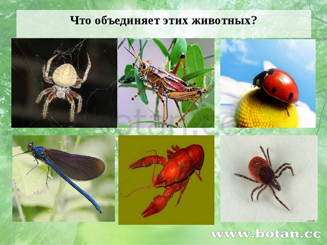 Что объединяет этих животных?