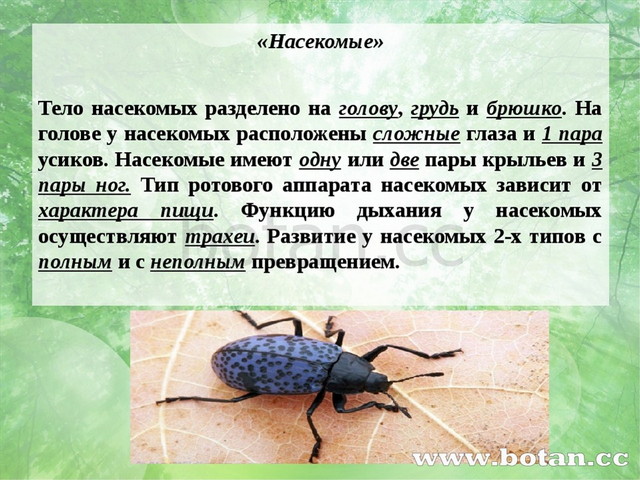 «Насекомые» Тело насекомых разделено на голову, грудь и брюшко. На голове у н...