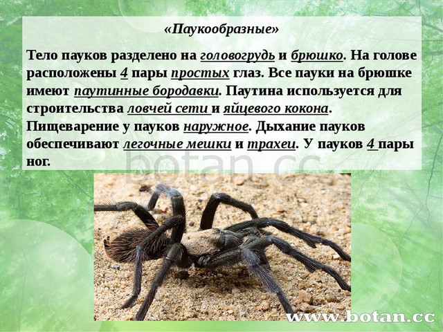 «Паукообразные» Тело пауков разделено на головогрудь и брюшко. На голове расп...