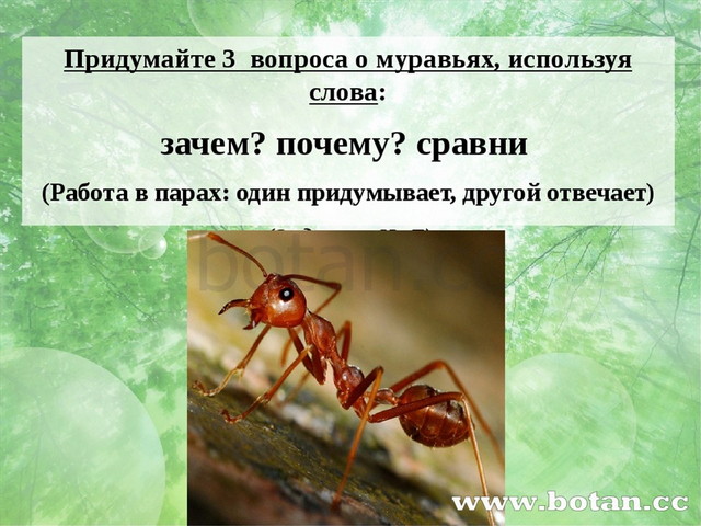 Придумайте 3 вопроса о муравьях, используя слова: зачем? почему? сравни (Рабо...