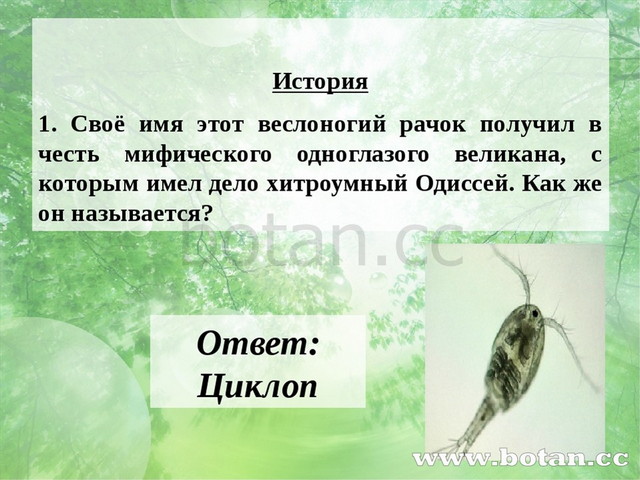 История 1. Своё имя этот веслоногий рачок получил в честь мифического одногл...