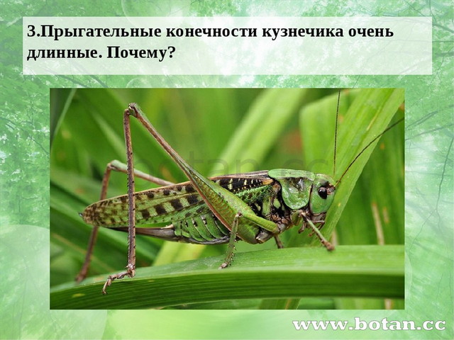 3.Прыгательные конечности кузнечика очень длинные. Почему?