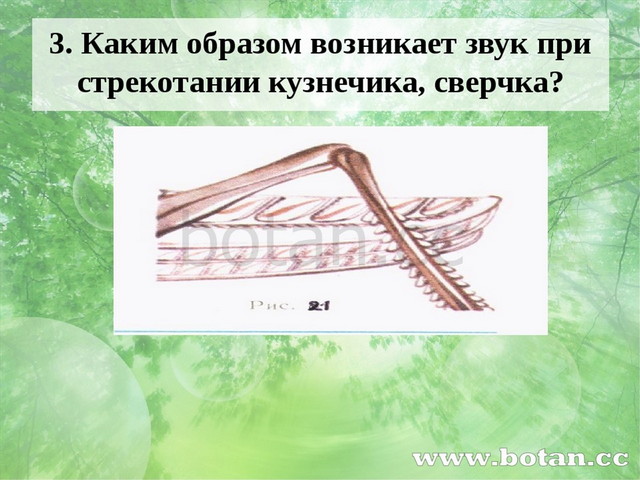 3. Каким образом возникает звук при стрекотании кузнечика, сверчка?