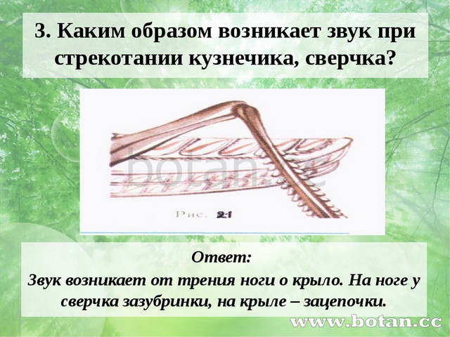 3. Каким образом возникает звук при стрекотании кузнечика, сверчка? Ответ: Зв...