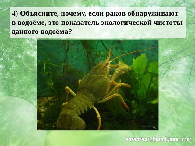 4) Объясните, почему, если раков обнаруживают в водоёме, это показатель эколо...