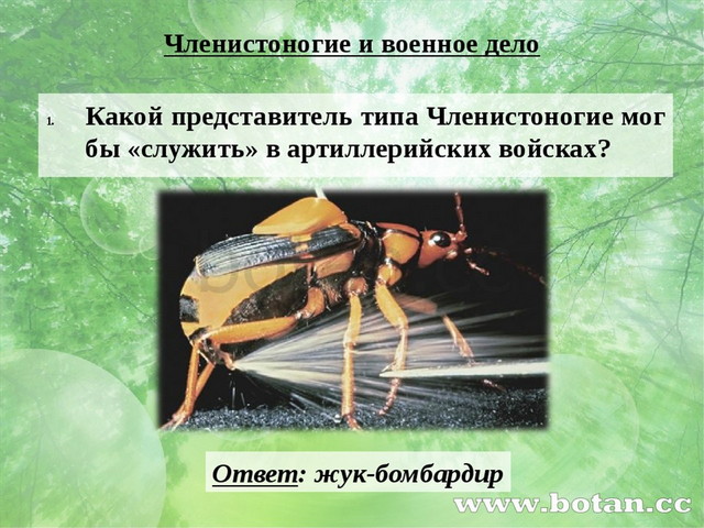 Членистоногие и военное дело Какой представитель типа Членистоногие мог бы «с...