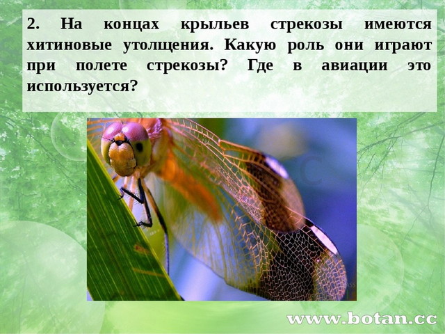 2. На концах крыльев стрекозы имеются хитиновые утолщения. Какую роль они игр...