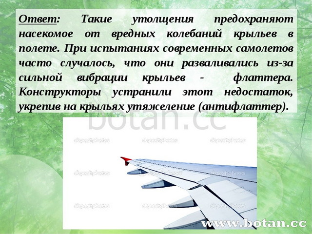 Ответ: Такие утолщения предохраняют насекомое от вредных колебаний крыльев в...