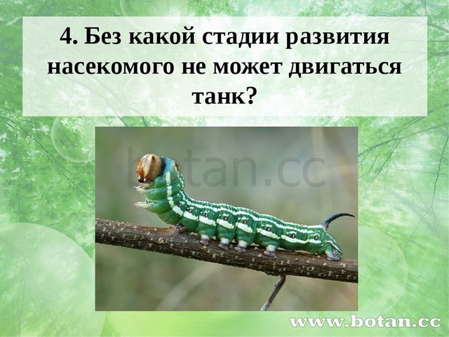 4. Без какой стадии развития насекомого не может двигаться танк? Ответ и фото...