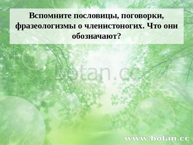 Вспомните пословицы, поговорки, фразеологизмы о членистоногих. Что они обозна...