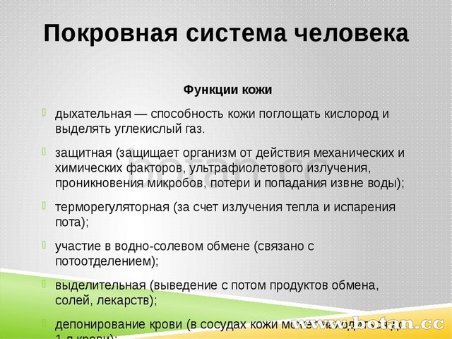 Покровная система человека Функции кожи дыхательная — способность кожи поглощ...