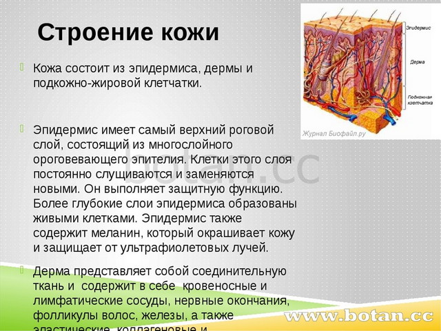 Строение кожи Кожа состоит из эпидермиса, дермы и подкожно-жировой клетчатки....