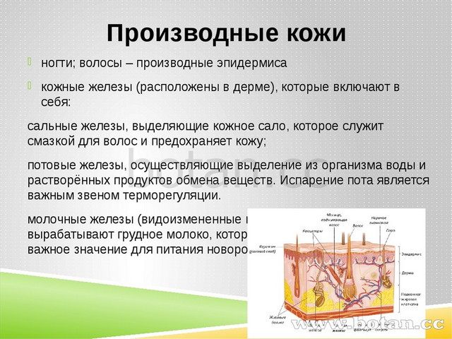 Где образуются вещества смазывающие волосы человека на картинке