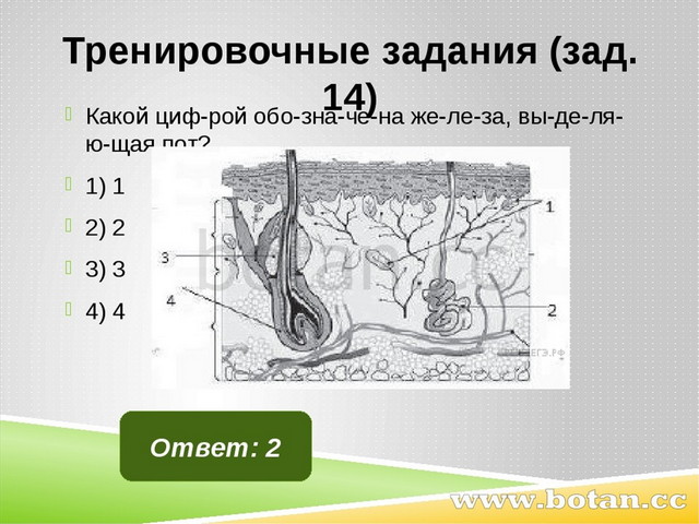 Тренировочные задания (зад. 14) Какой циф­рой обо­зна­че­на же­ле­за, вы­де­л...