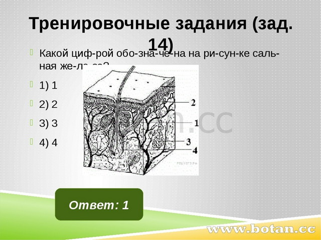 Тренировочные задания (зад. 14) Какой циф­рой обо­зна­че­на на ри­сун­ке саль...