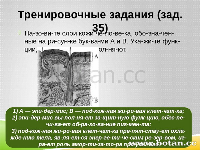 Тренировочные задания (зад. 35) На­зо­ви­те слои кожи че­ло­ве­ка, обо­зна­че...